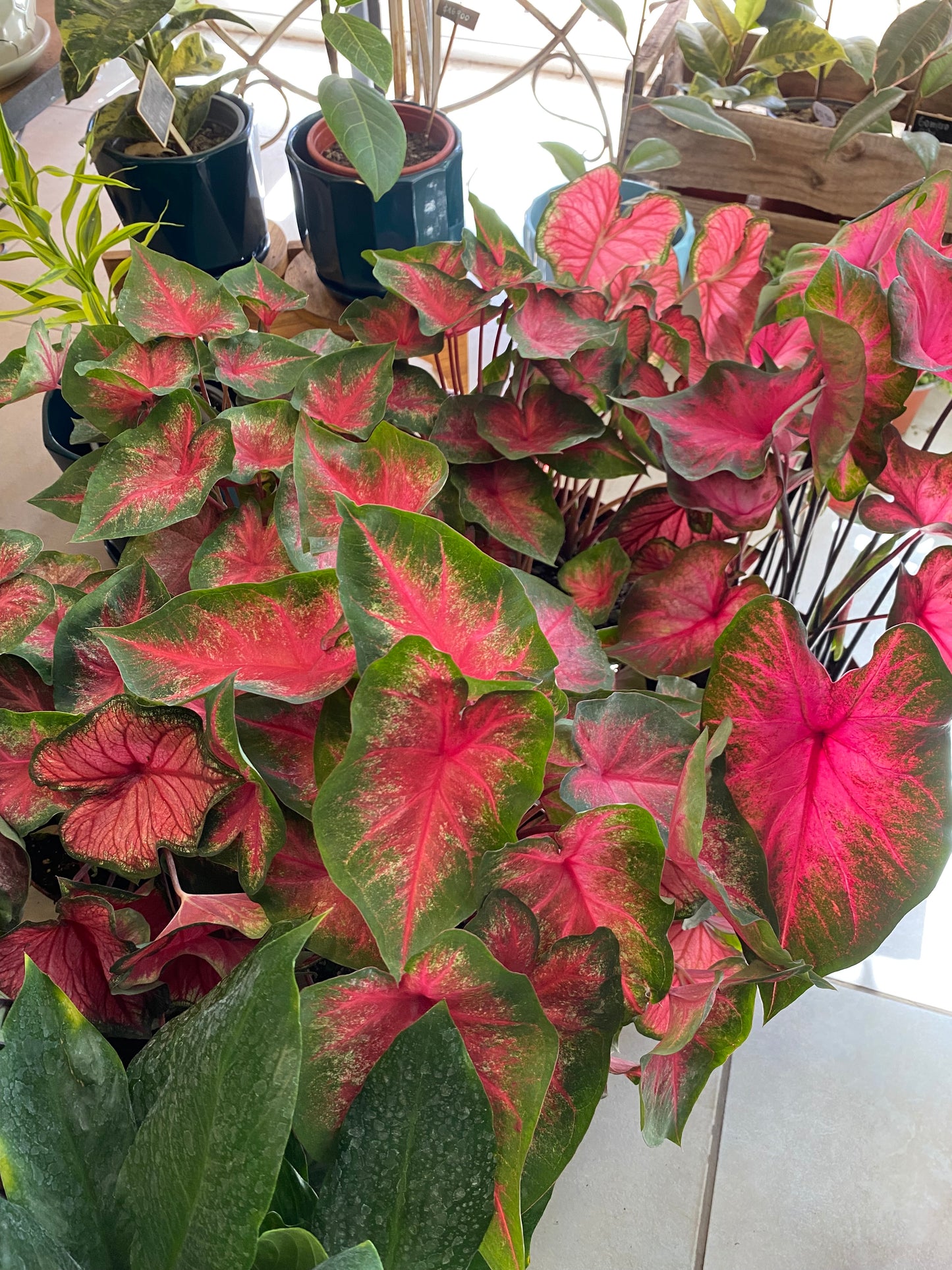 Caladium