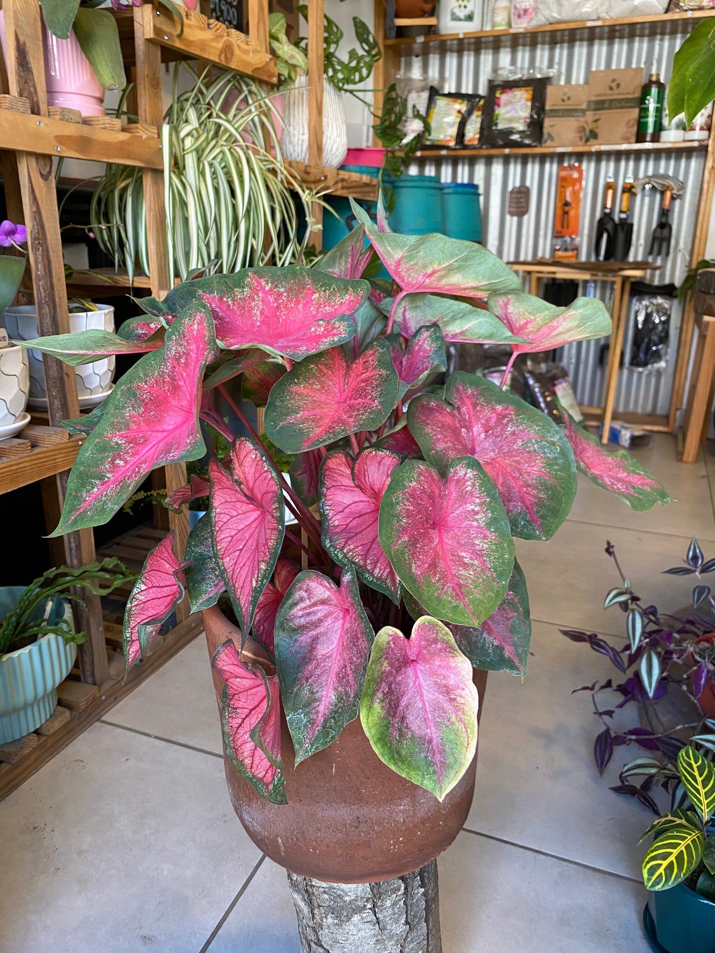 Caladium