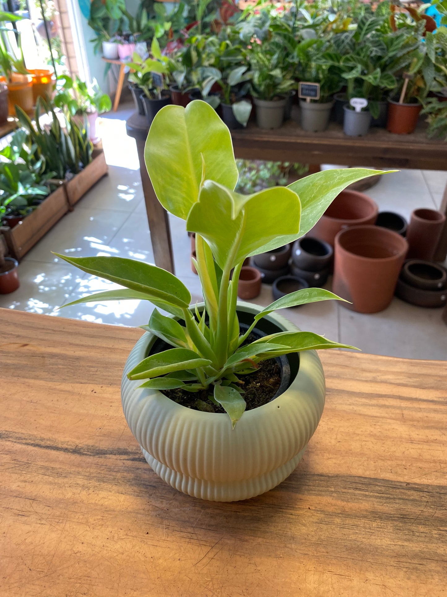 Filodendro Imperial Gold