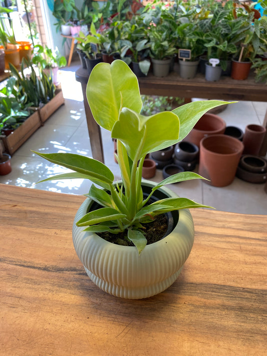 Filodendro Imperial Gold