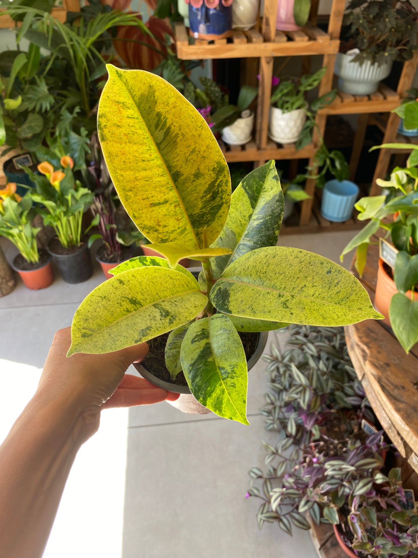 Gomero Ficus Shivereana