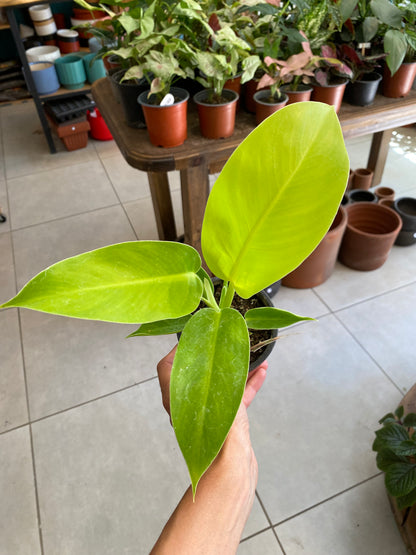 Filodendro Imperial Gold