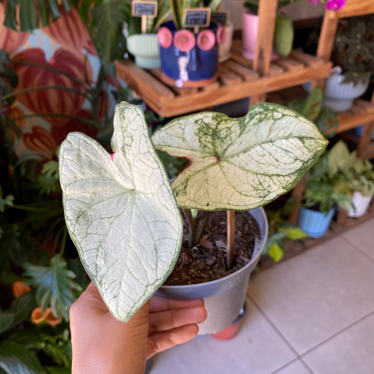 Caladium