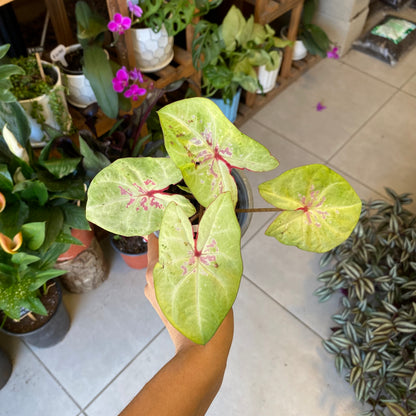 Caladium