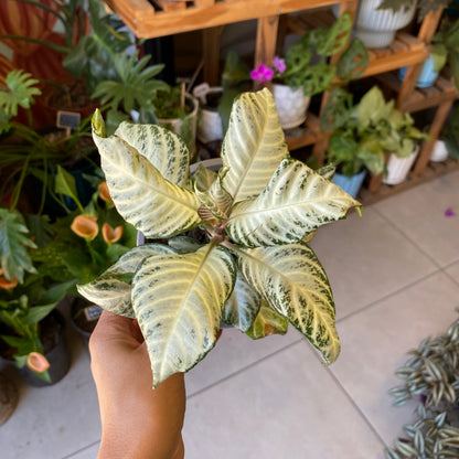 Aphelandra White Wash