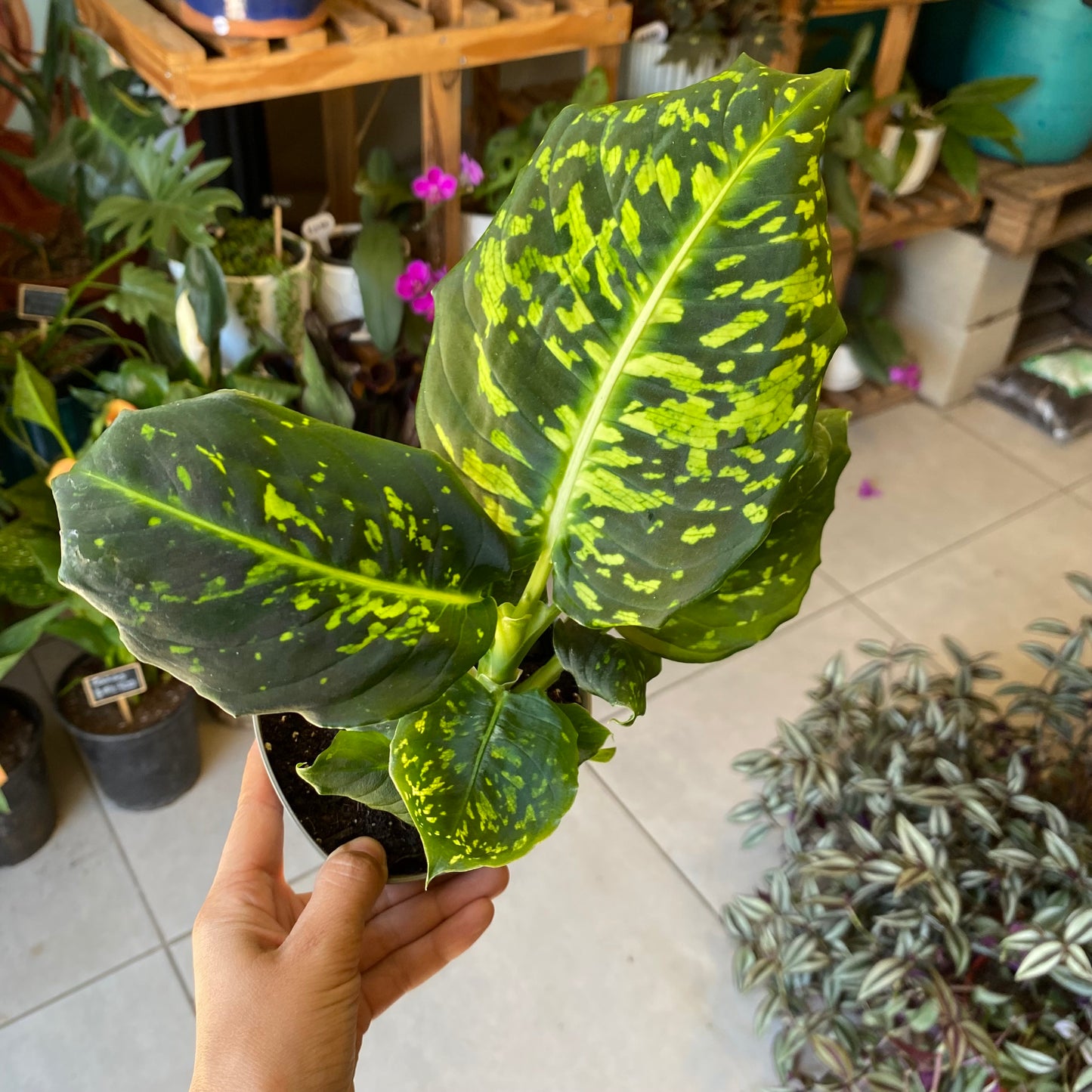 Dieffenbachia