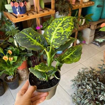 Dieffenbachia