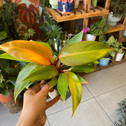 Filodendro Princes Orange