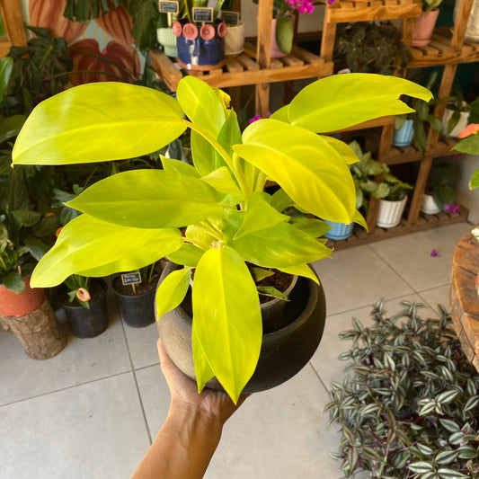 Filodendro Malay Gold