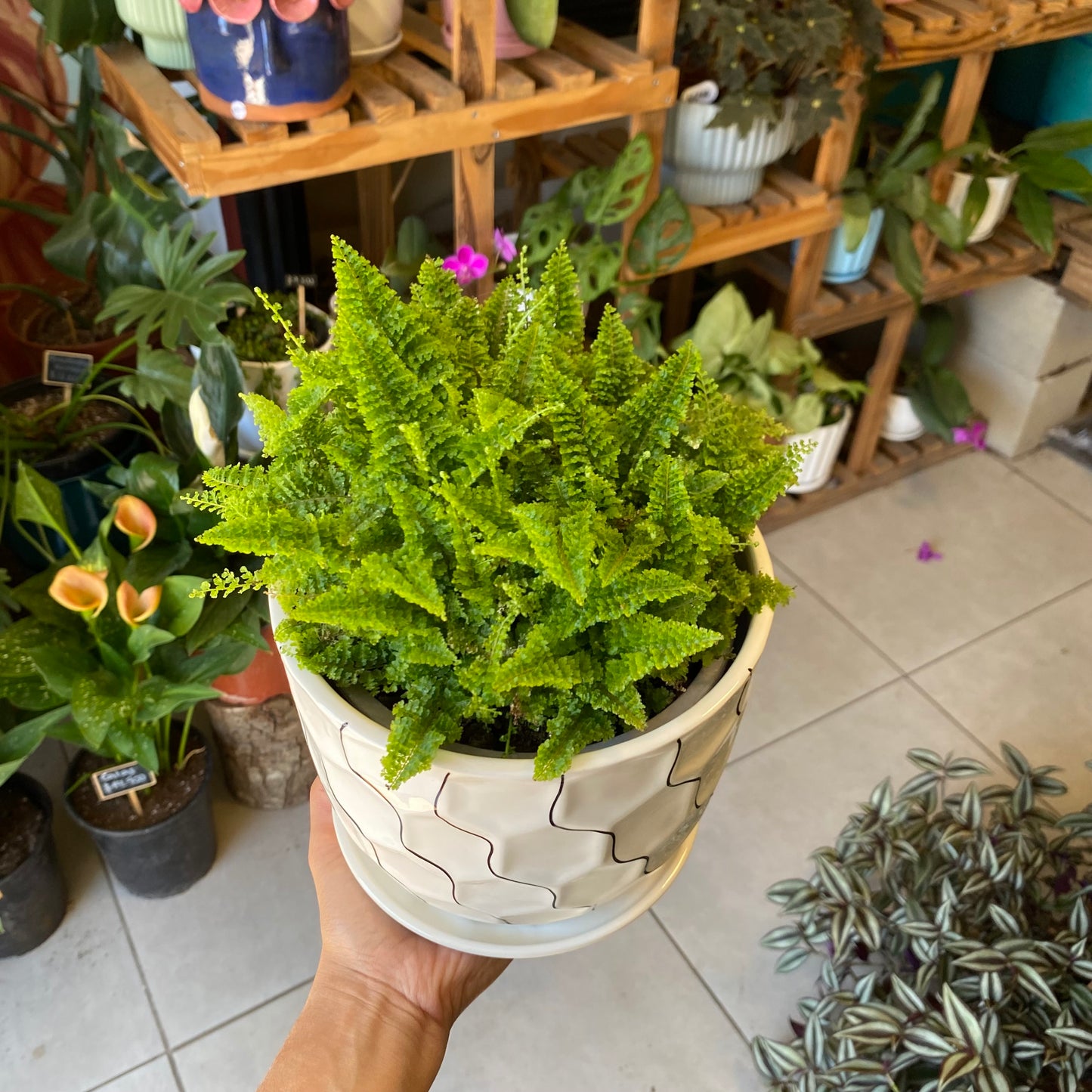 Helecho Nephrolepis Exaltata