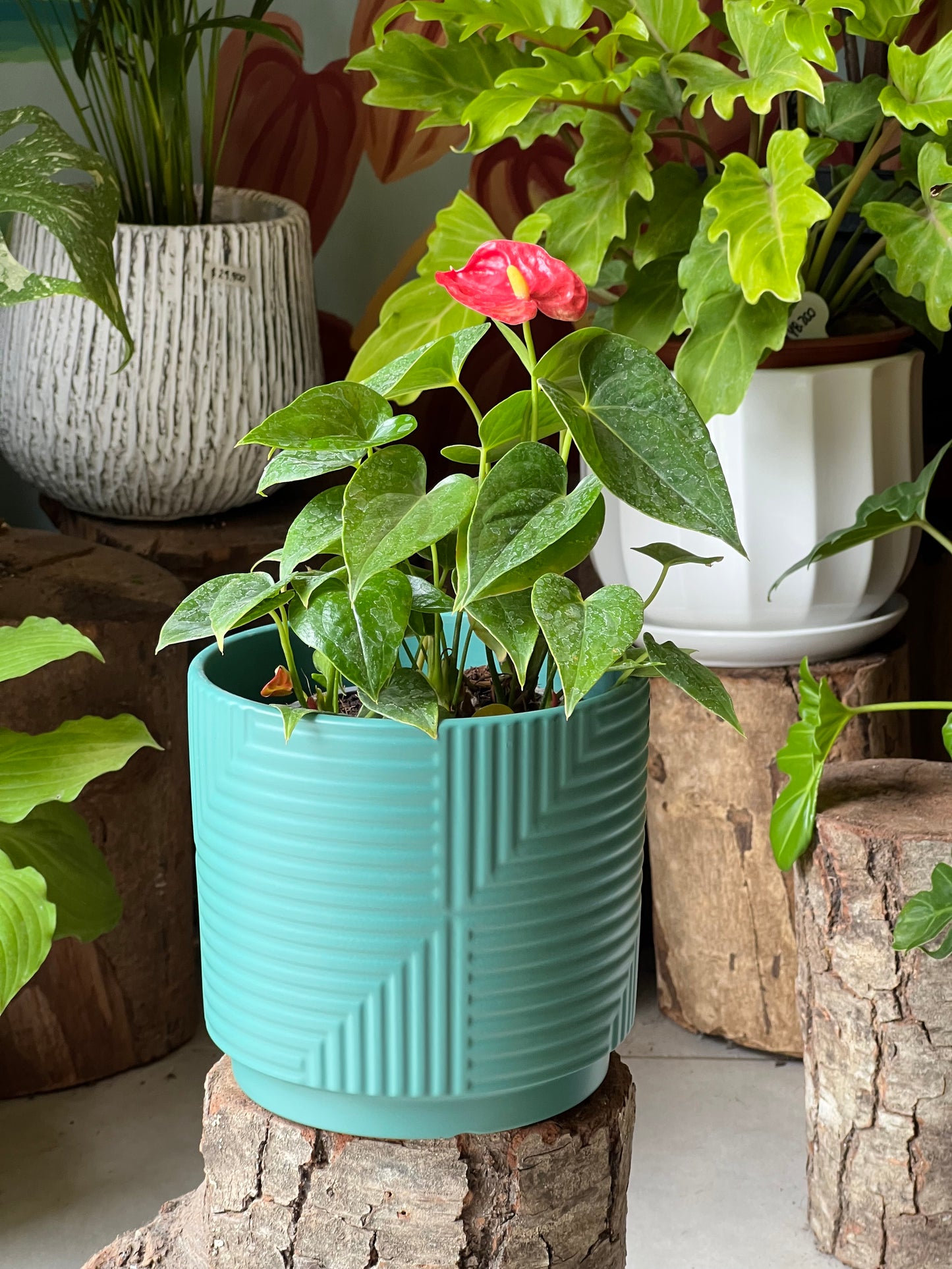 Anturio + Macetero Cerámica