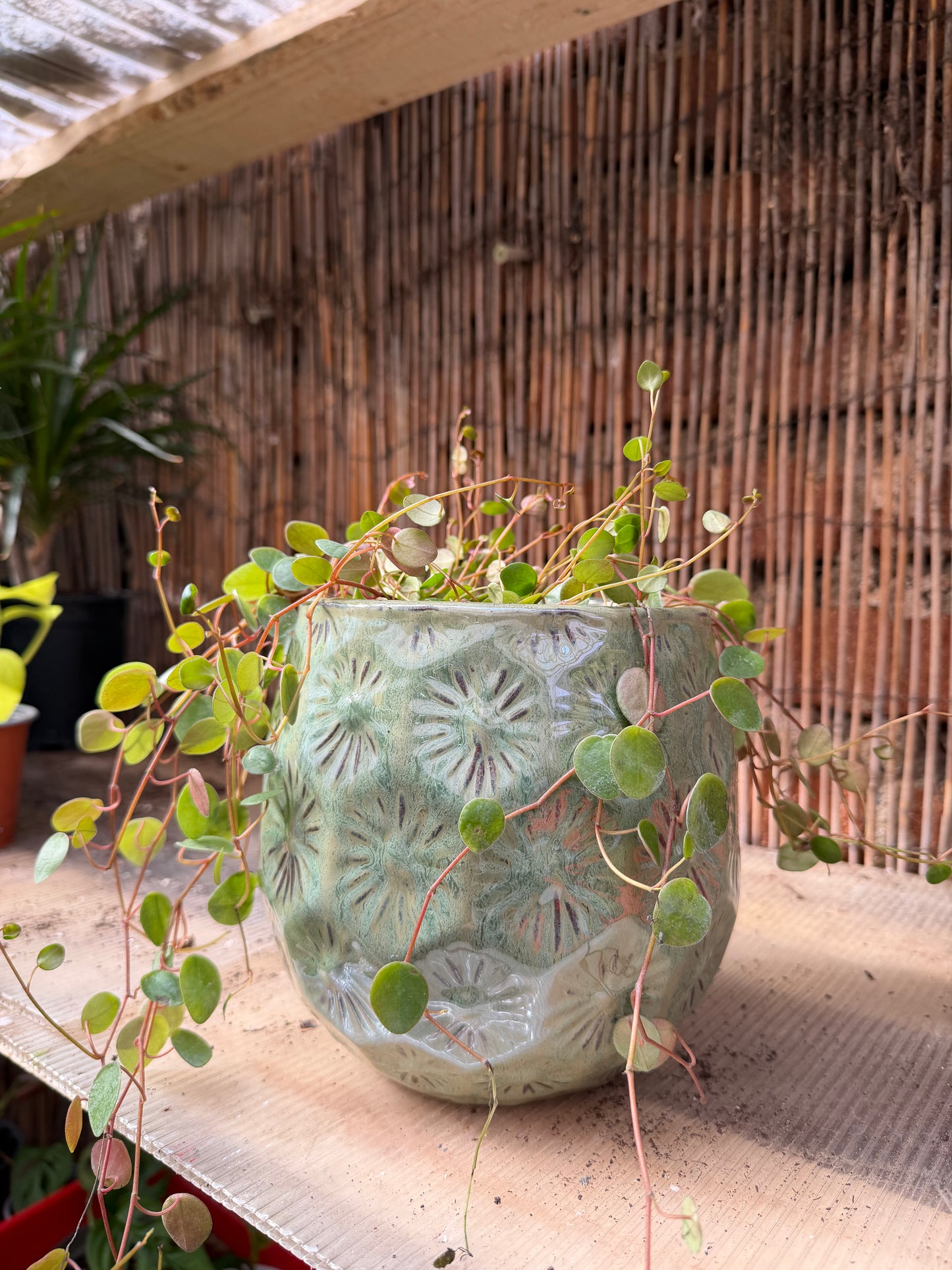 Peperomia Lenteja en Macetero Patelle