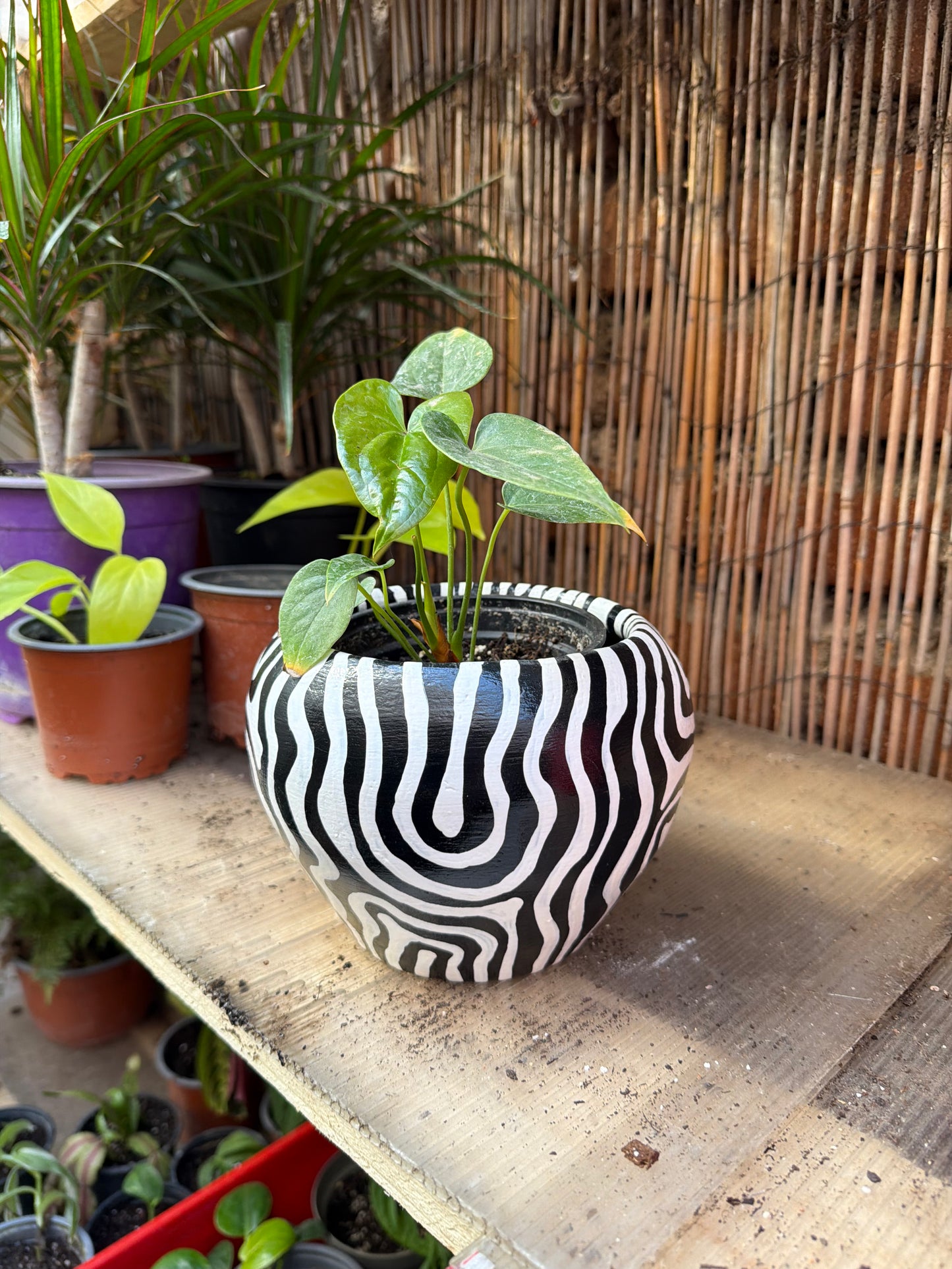 Maceta Animal Zebra