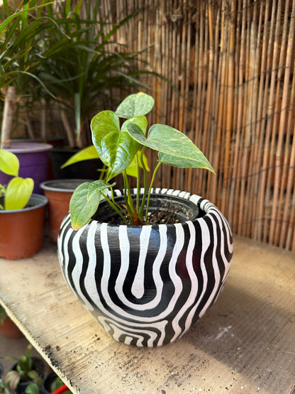 Maceta Animal Zebra