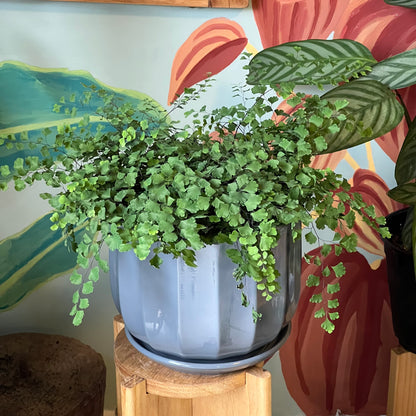 Helecho Adiantum (palito Negro)