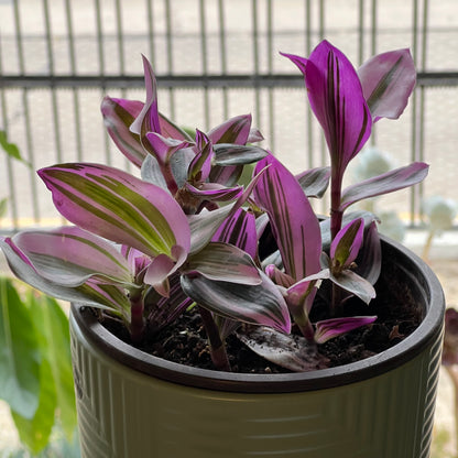 Tradescantia Nanouk