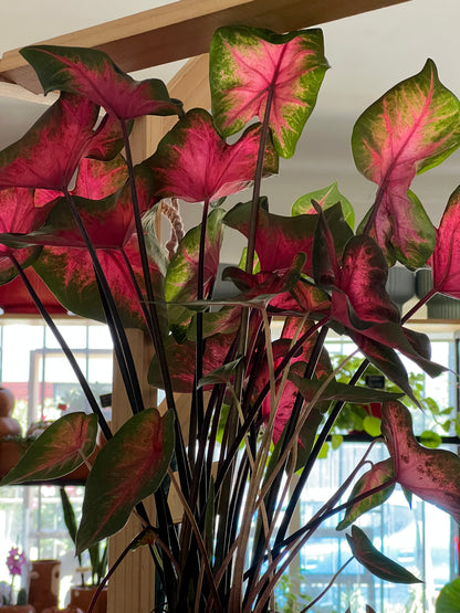 Caladium