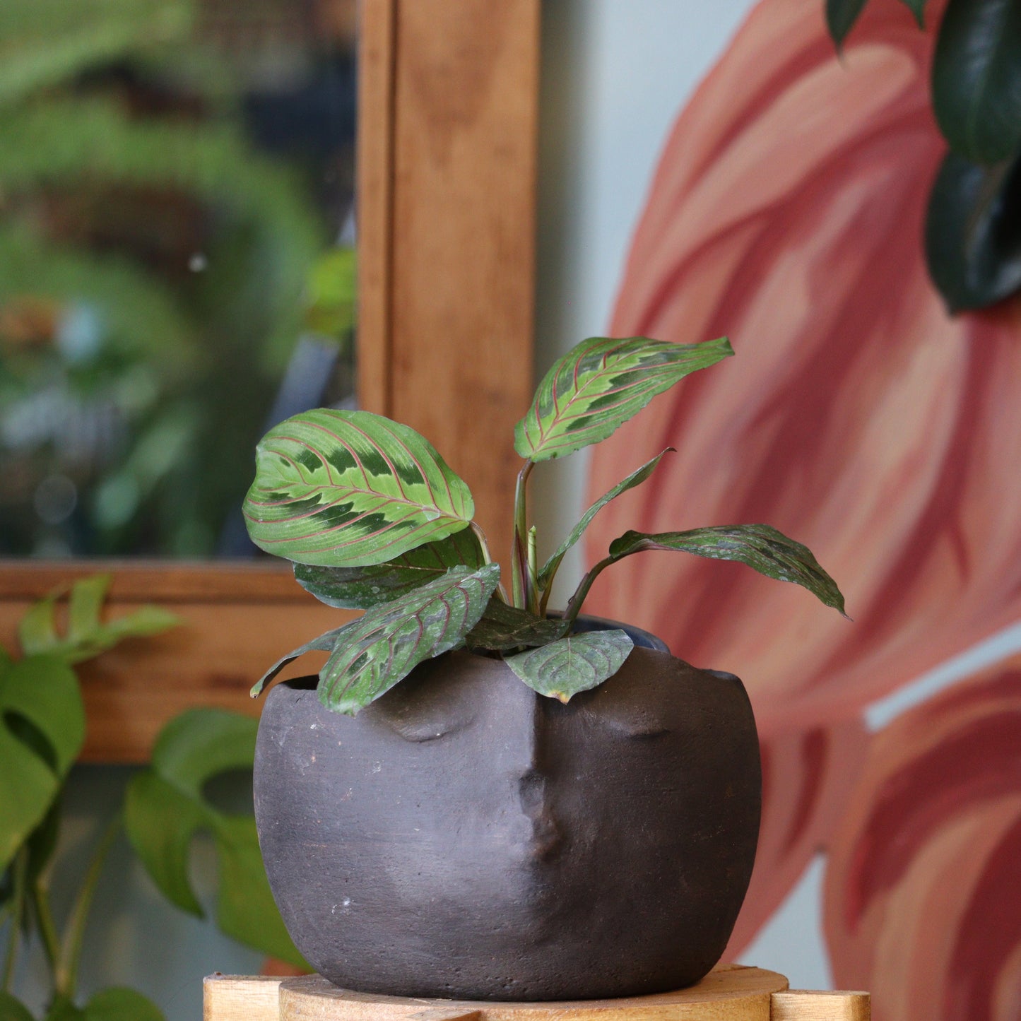 Maranta Leuconeura