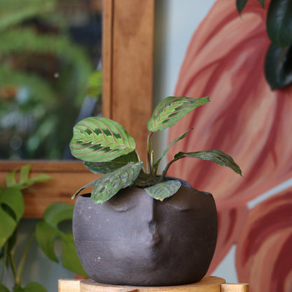 Maranta Leuconeura