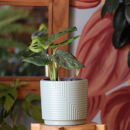 Monstera Adansonii Acuminata