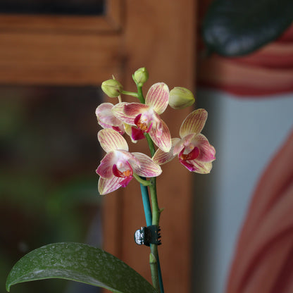 Orquidea Phalaenopsis