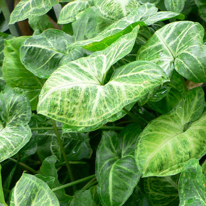 Singonio Podophyllum M