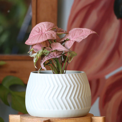 Singonio Neon (rosado)