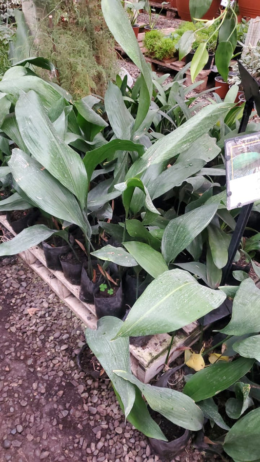 Aspidistra