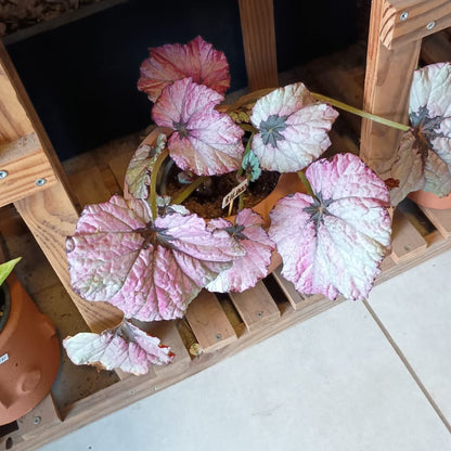 Begonia  Rex