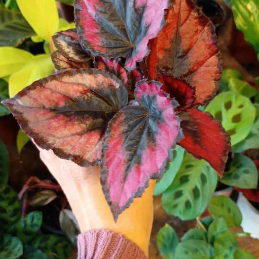 Begonia  Rex