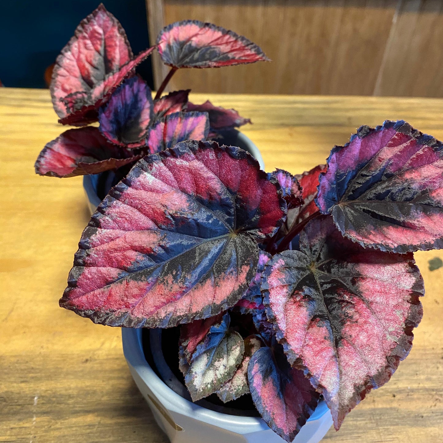 Begonia  Rex