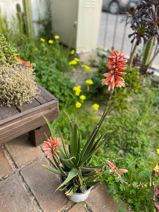 Aloe Safari Rose