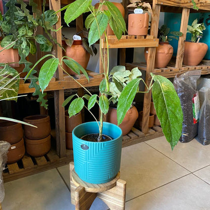 Schefflera Actinofilia