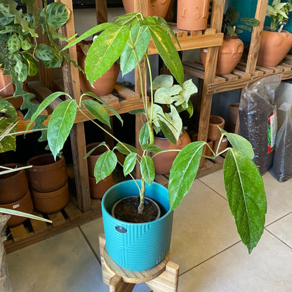 Schefflera Actinofilia