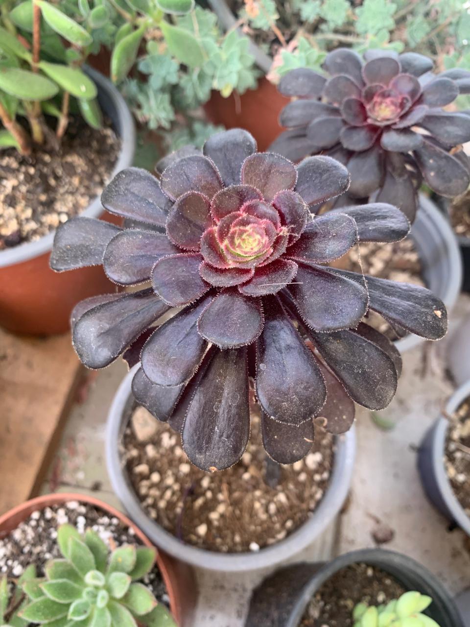 Aeonium Negra