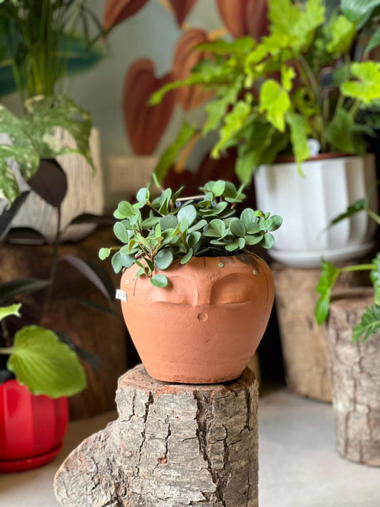 Peperomia Hope + Macetario "Peyotito"