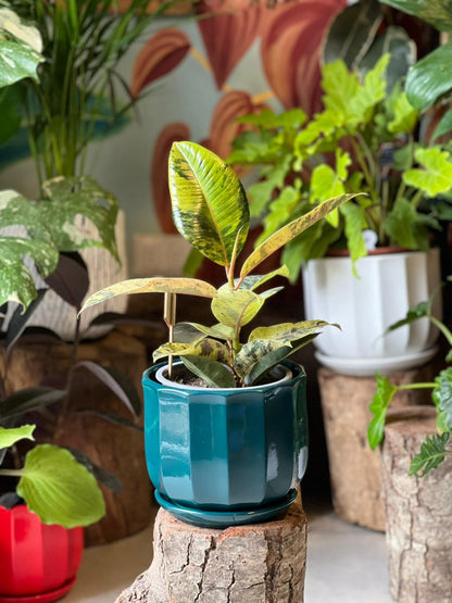 Ficus Shivereana + Macetero Cerámica
