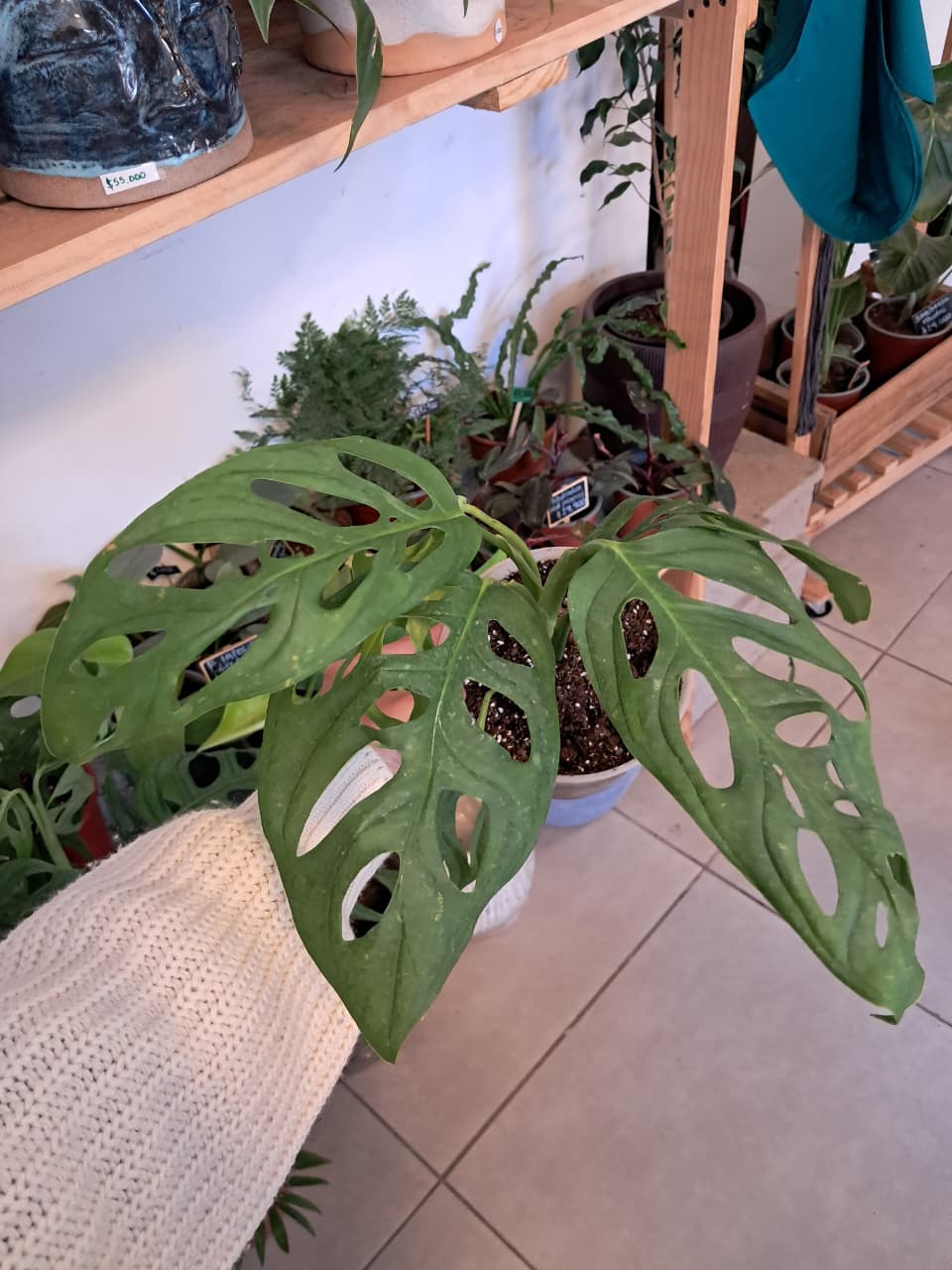 Monstera Adansonii