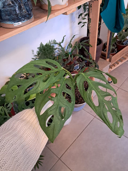 Monstera Adansonii