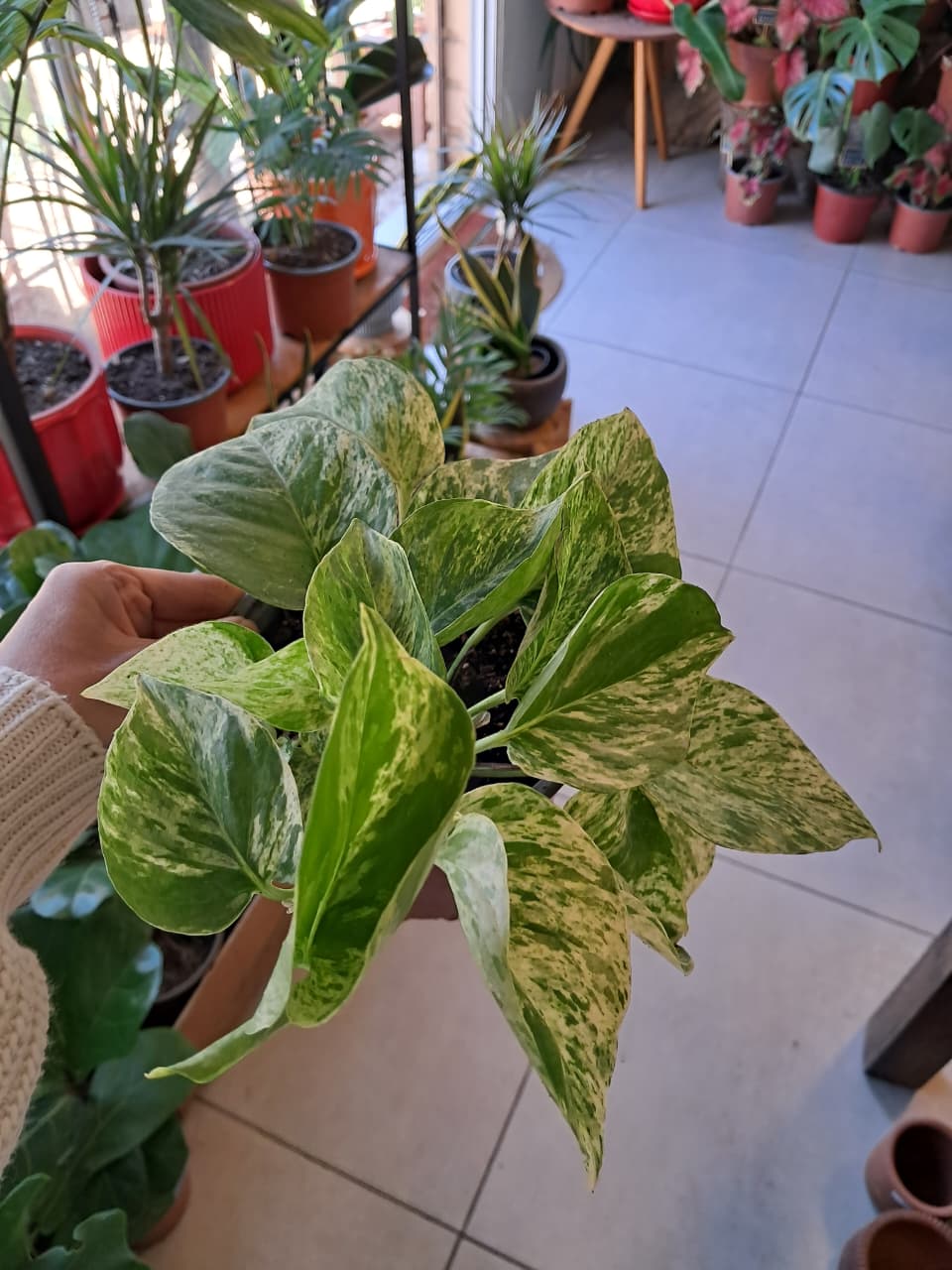 Potus Marble Queen
