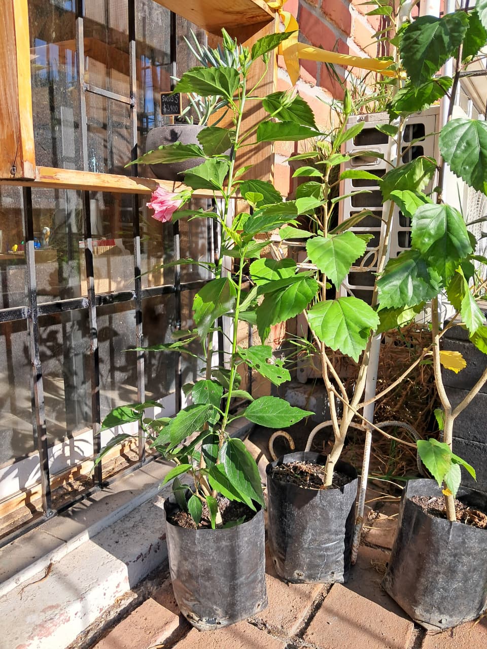 Hibiscus