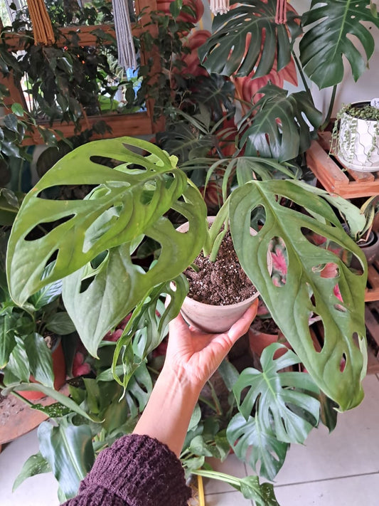 Monstera Adansonii