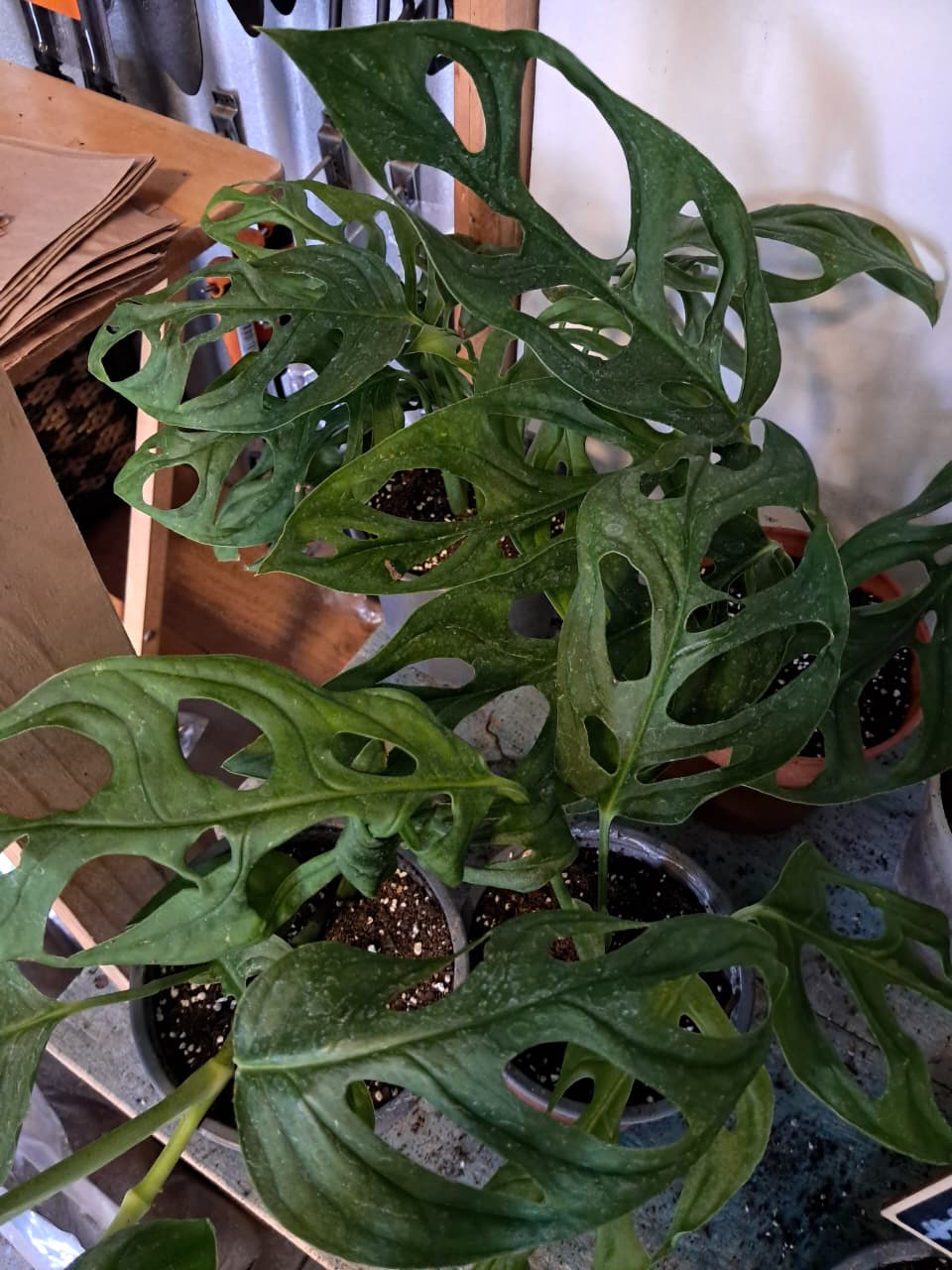 Monstera Adansonii