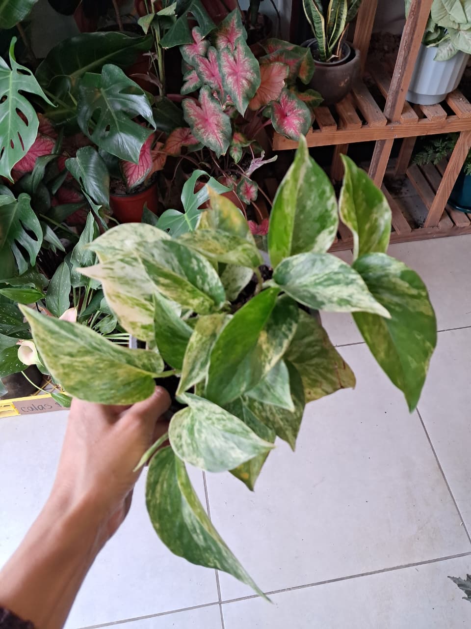 Potus Marble Queen