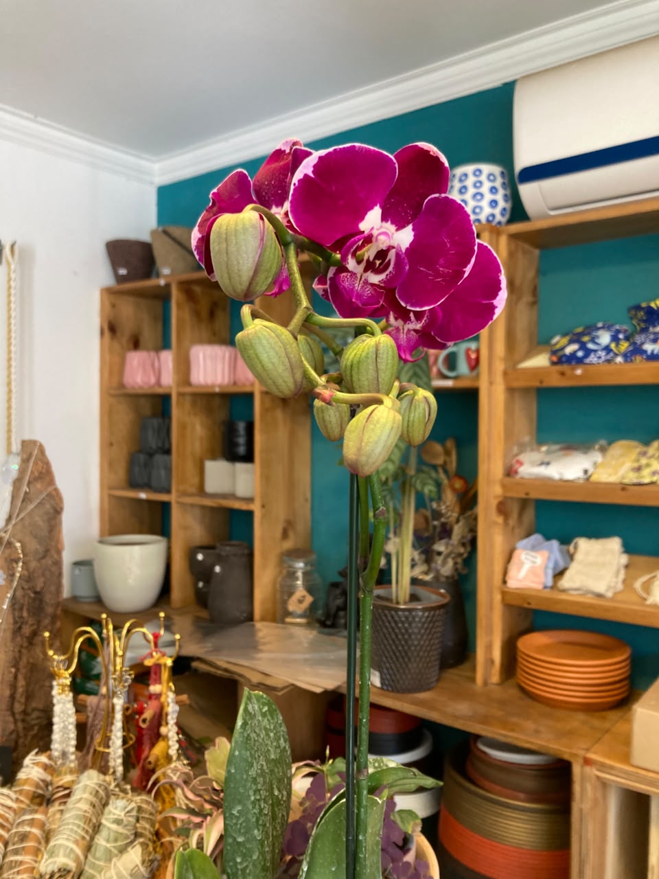 Orquidea Phalaenopsis
