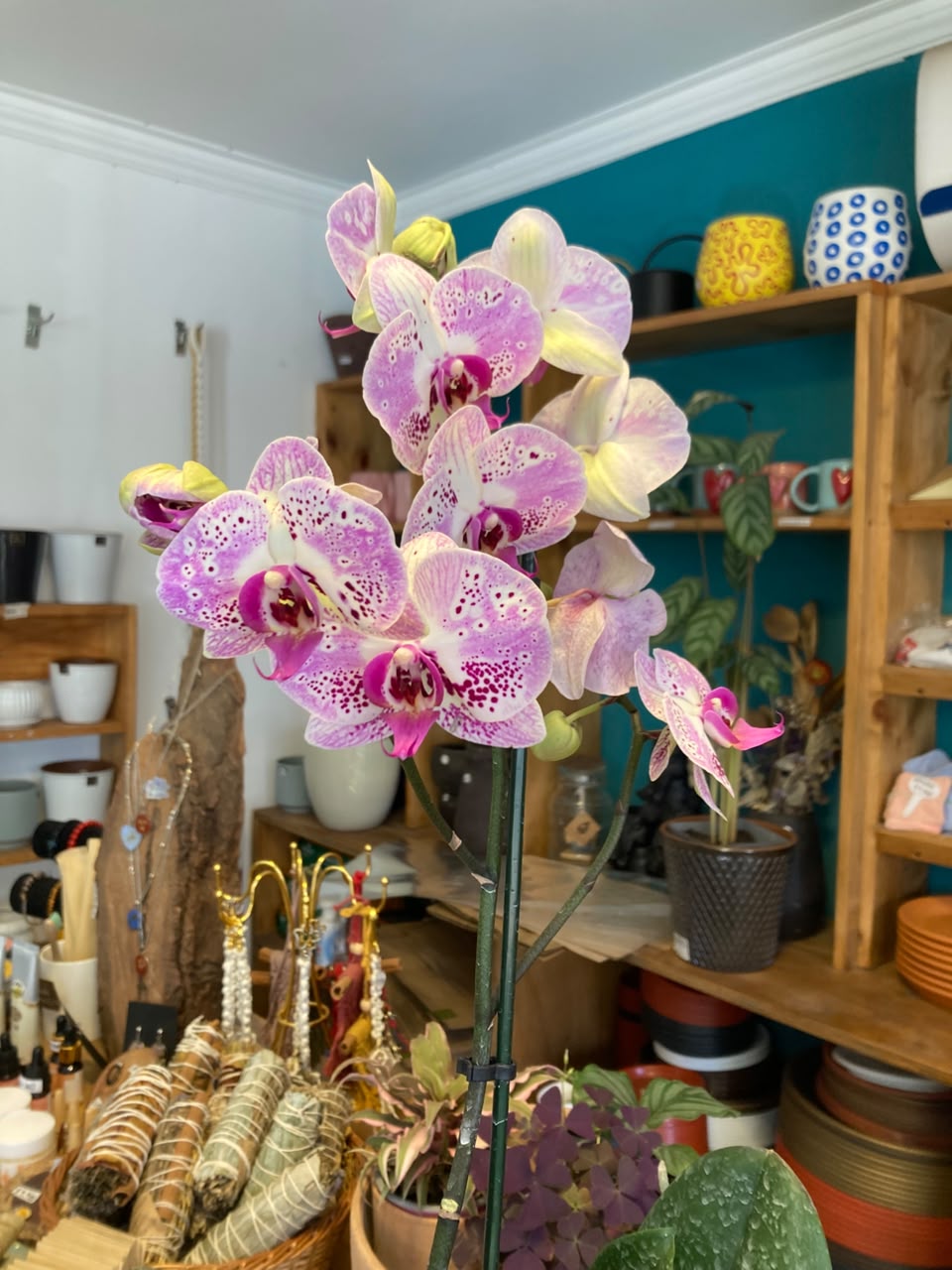 Orquidea Phalaenopsis