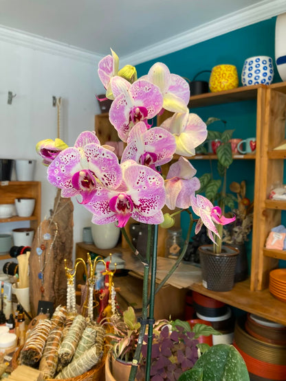 Orquidea Phalaenopsis