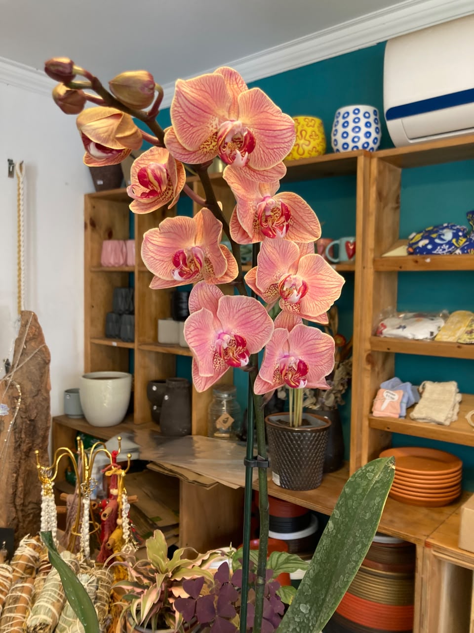 Orquidea Phalaenopsis