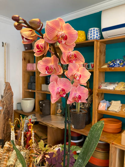 Orquidea Phalaenopsis