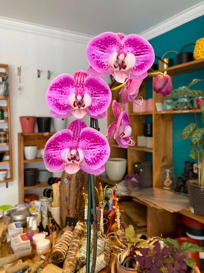 Orquidea Phalaenopsis